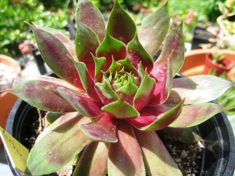 sempervivum troodosense la planta suculenta ideal para tu jardin