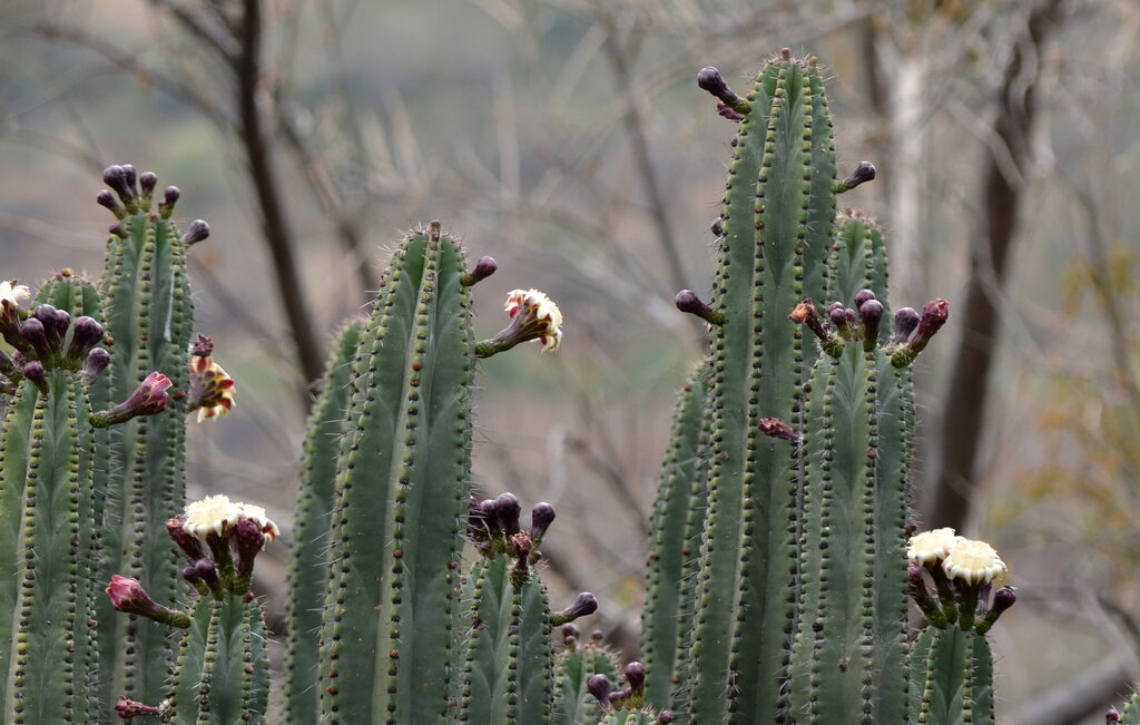 senecio ancyrensis guia completa