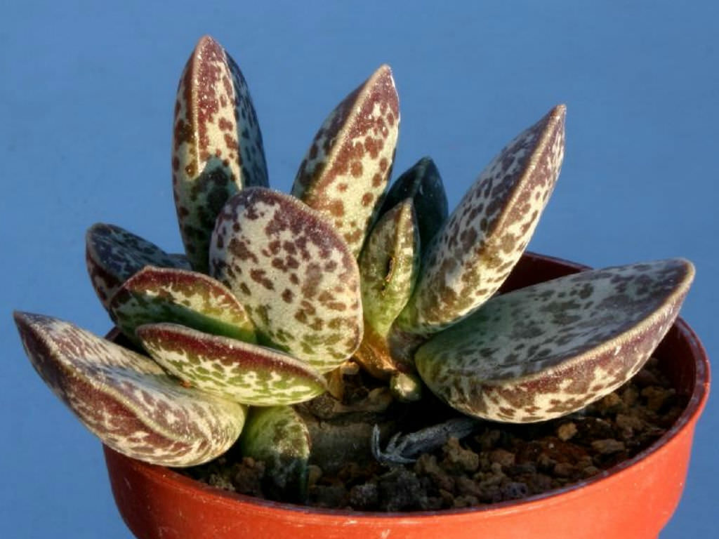 singular planta adromischus trinesii