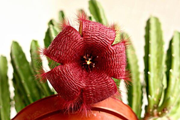 stapelia beziudiflora guia completa