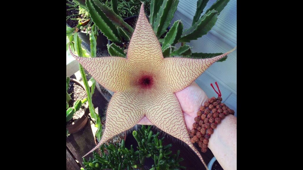 stapelia burmanica guia completa