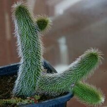 stapelia clavicorona guia completa