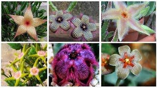 stapelia clavicorona guia completa