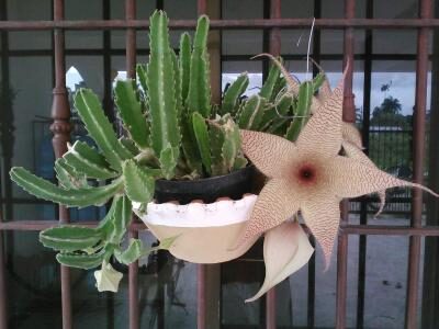 stapelia coralliflora guia completa