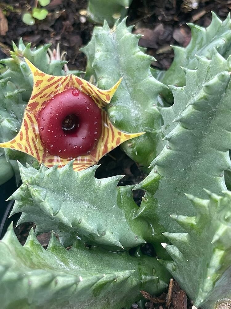 stapelia devilliersii guia completa