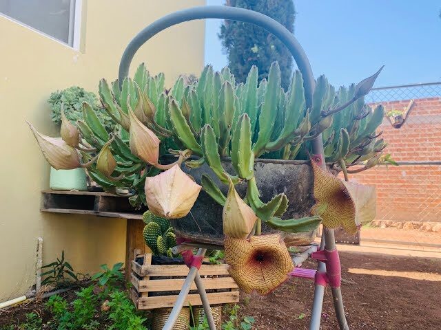 stapelia doneniana guia completa