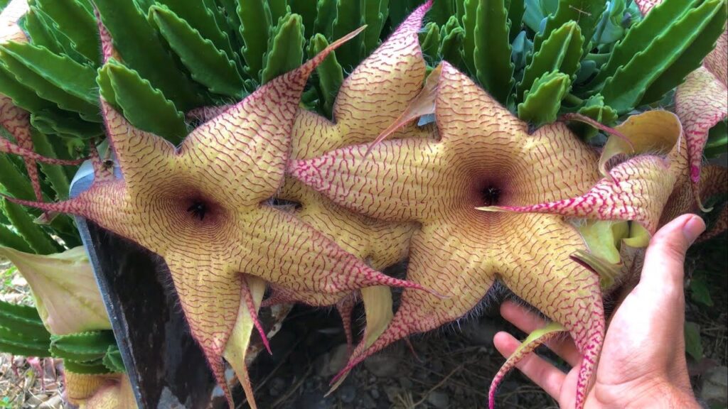 stapelia edentula guia completa