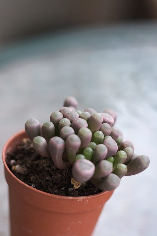 succulentas fenestraria breviceps guia completa