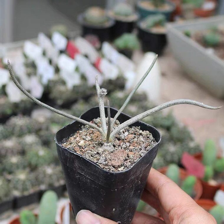 suculenta adromischus caput medusae