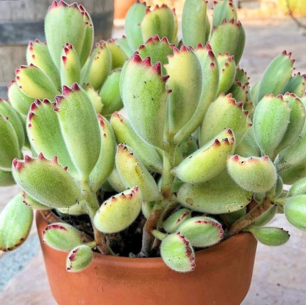 suculenta cotyledon gerstneri