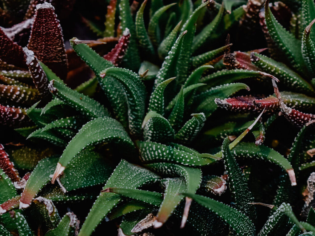 suculenta crassula tortilis guia completa