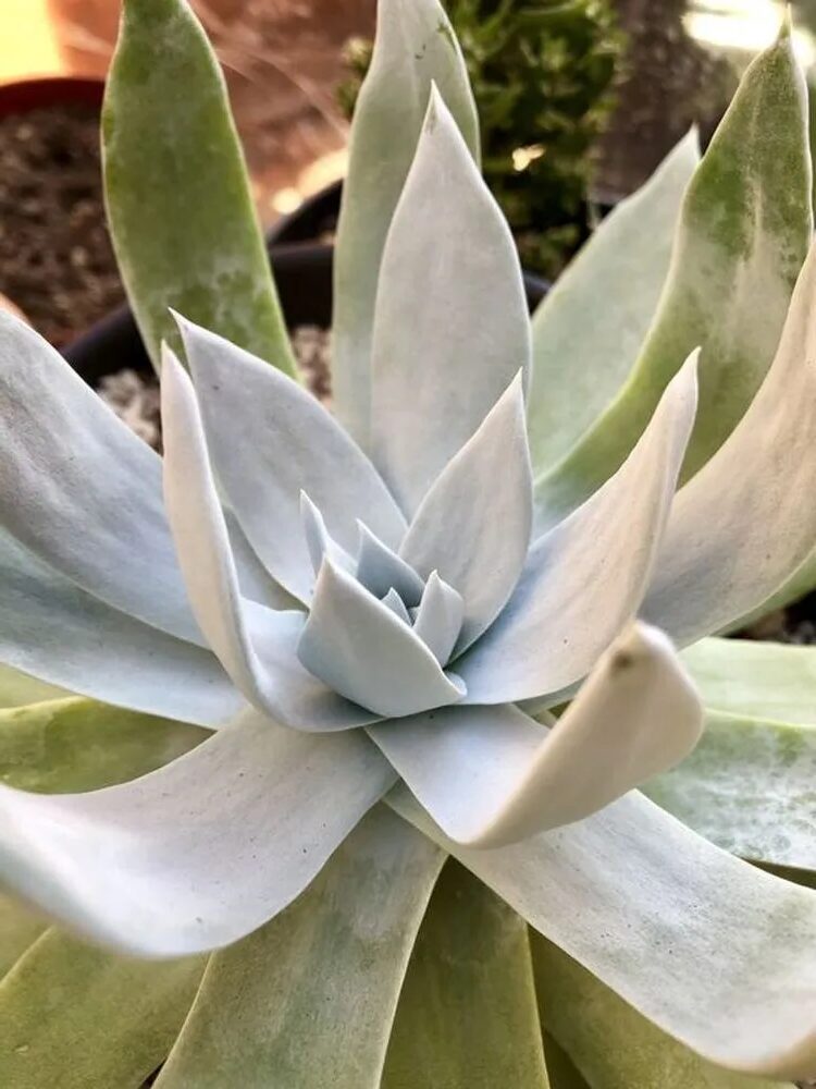 suculenta dudleya brittonii