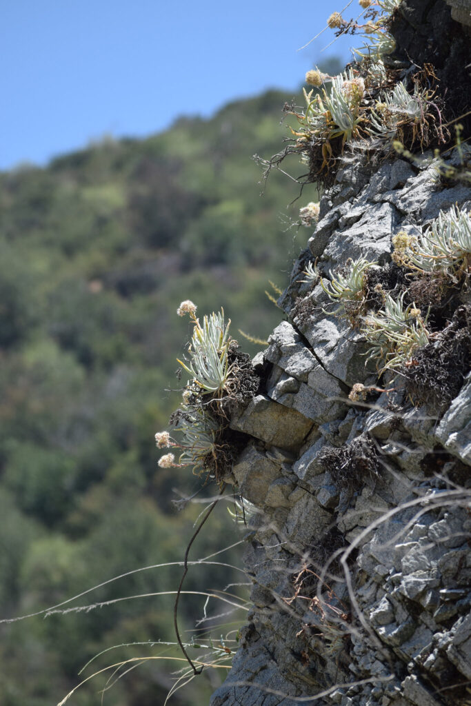 suculenta dudleya densiflora