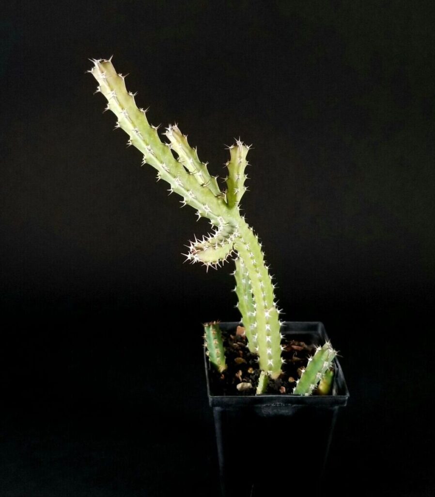 suculenta euphorbia chionantha