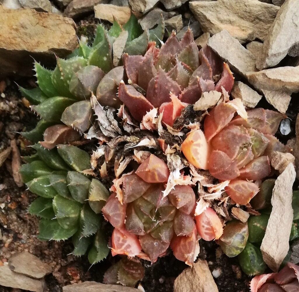 suculenta haworthia rossouwii guia completa en espanol