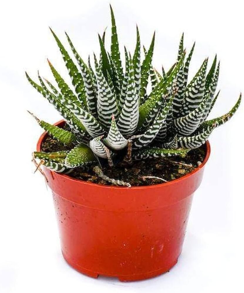 suculenta haworthia xiphiophylla guia completa