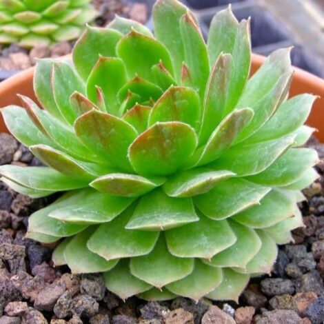 suculenta hyperoreophilum todo sobre esta variedad de sempervivum