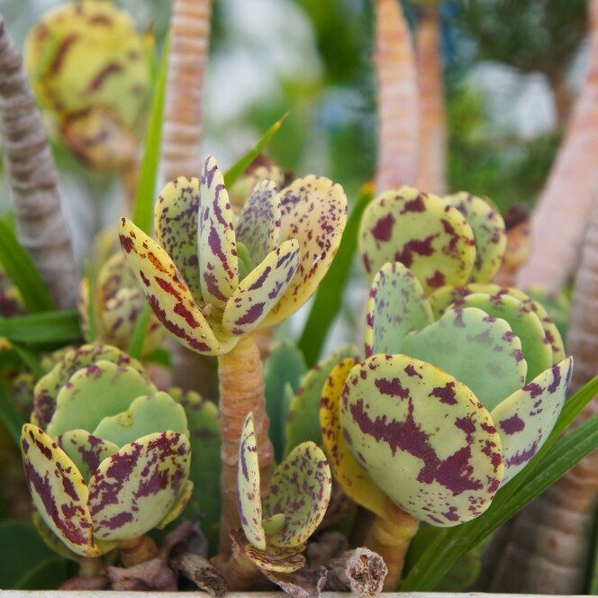 suculenta kalanchoe ambrensis guia completa en espanol