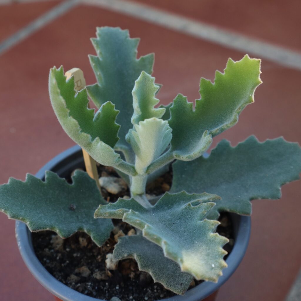 suculenta kalanchoe argyrostachya cuidados y propagacion