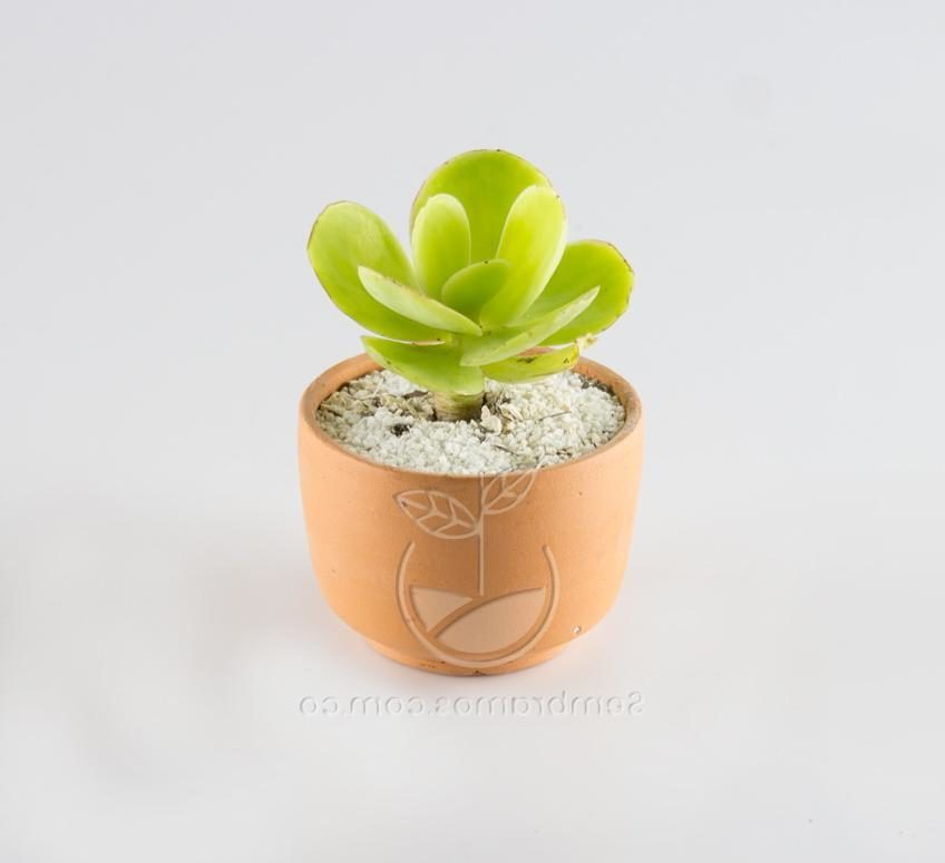 suculenta kalanchoe basutarum guia completa