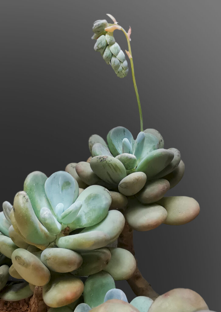 suculenta pachyphytum oviferum