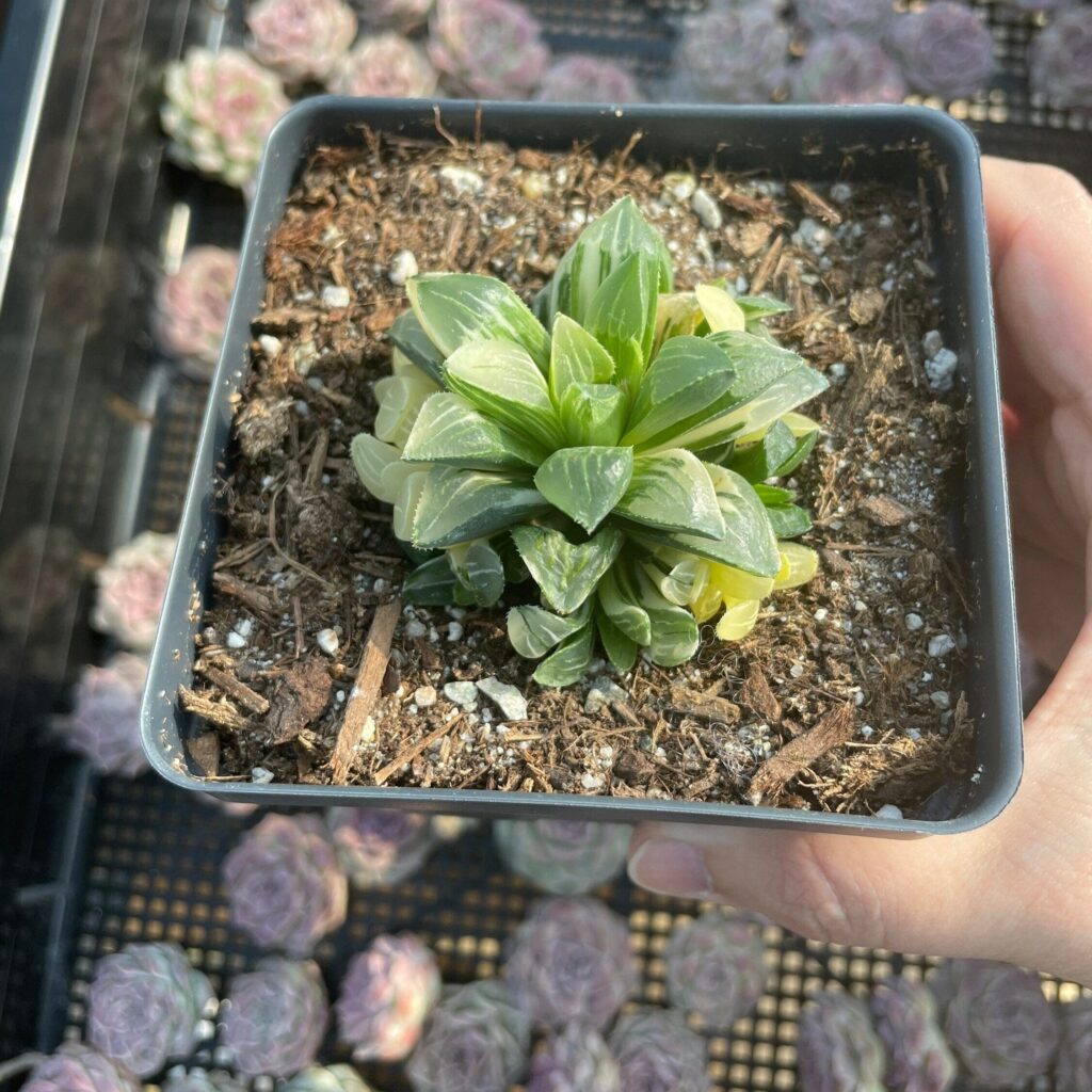 suculentas haworthia heidelbergensis todo lo que debes saber