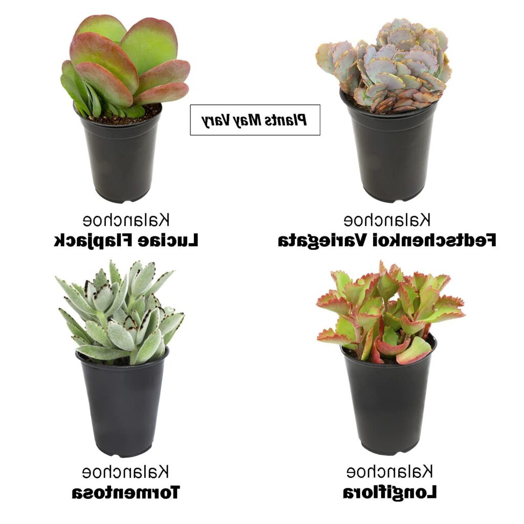 suculentas kalanchoe annecy guia completa