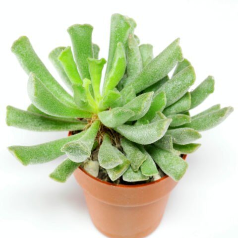 suculentas kalanchoe anviliana guia completa