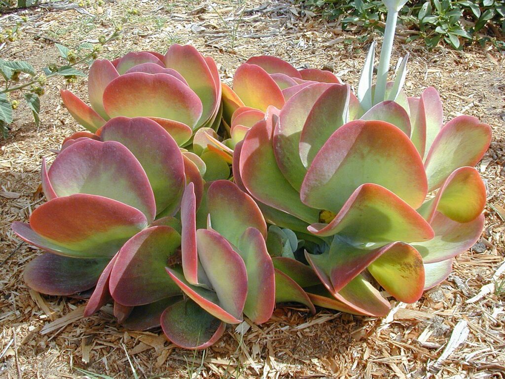 suculentas kalanchoe beryllos