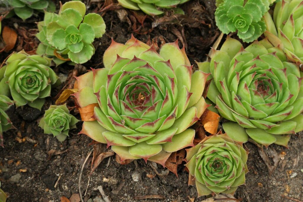 suculentas sempervivum fominii guia completa en espanol