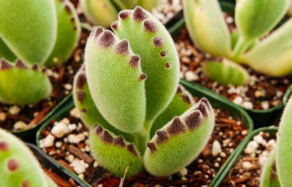 sucus cotyledon alba guia completa