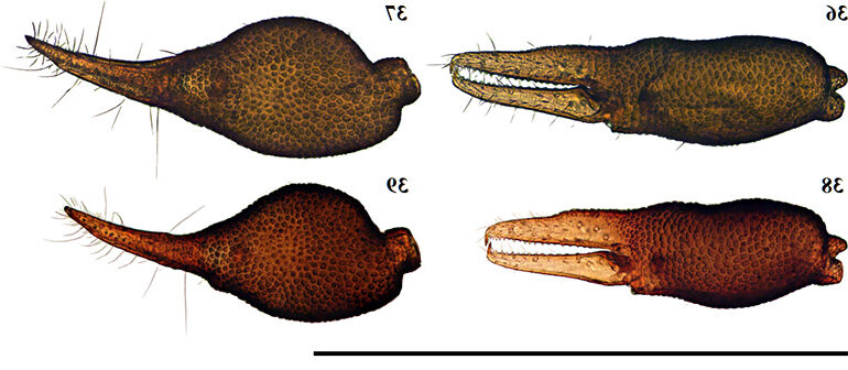 sucus zuurberg