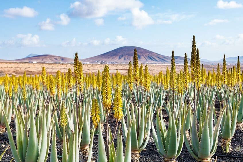 tipos de aloes sin tallo