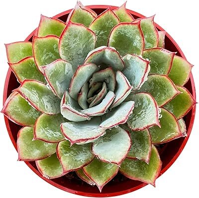 todo sobre echeveria esther caracteristicas cuidados y mas