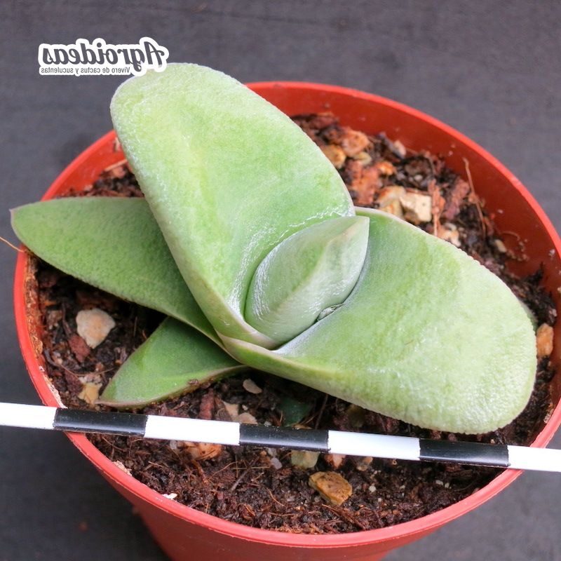 todo sobre gasteria glomerata