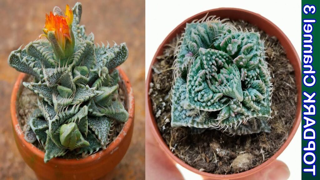 variedad de faucaria zeyheri hygrophila