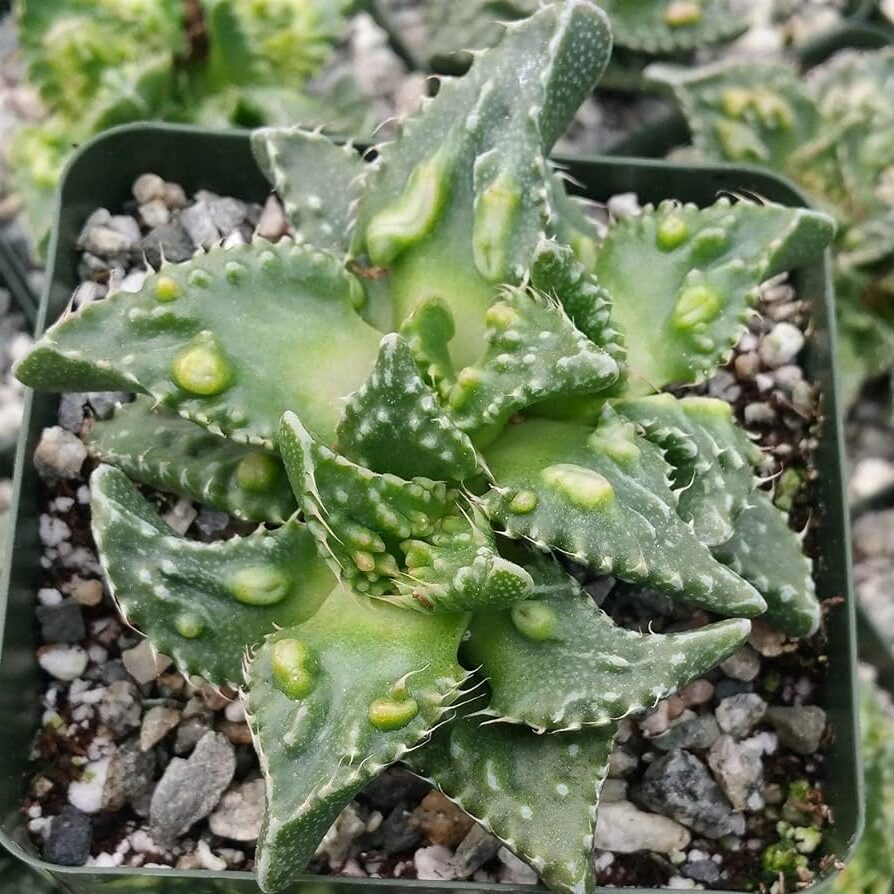 variedad tuberculosa de faucaria tuberculosa