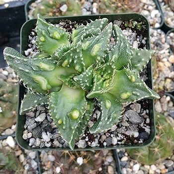 variedad xanthoidea de faucaria tuberculosa