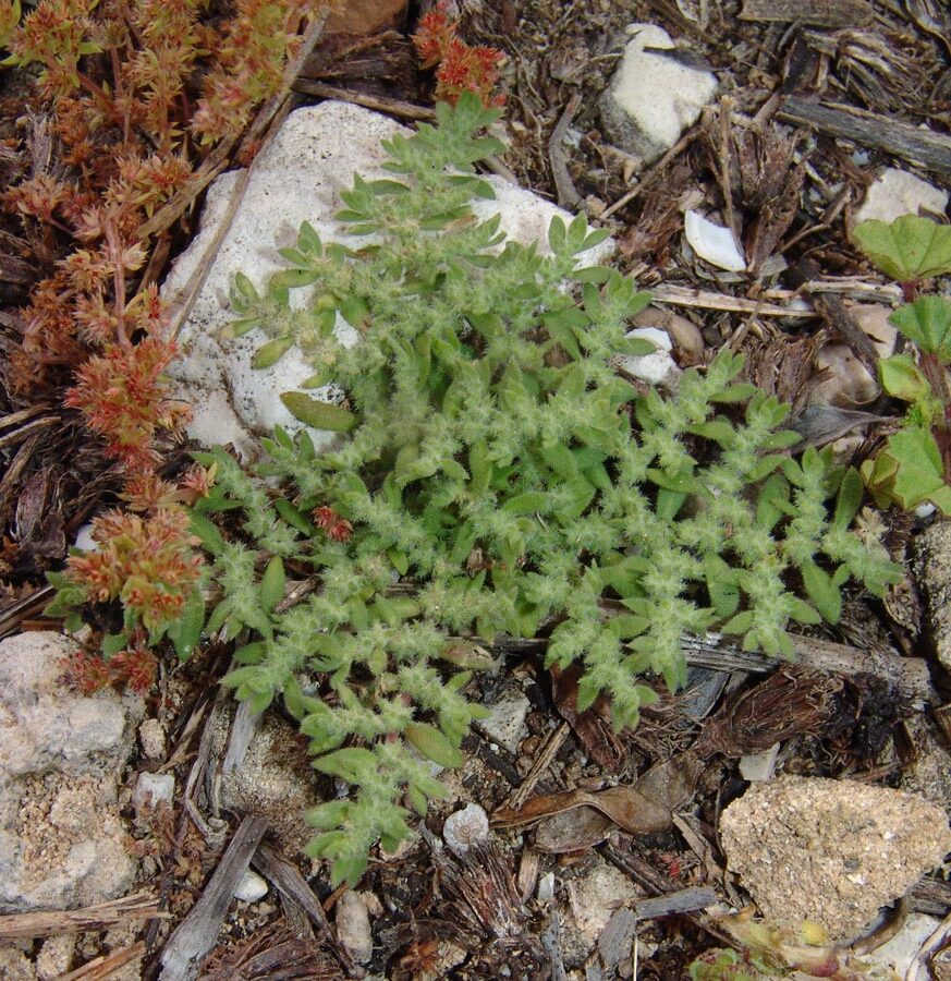 variedad xanthoidea de faucaria zeyheri