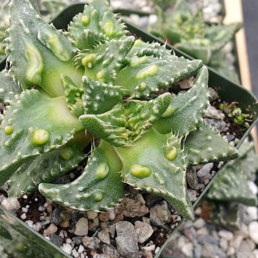 variedad zebrina de faucaria tuberculosa