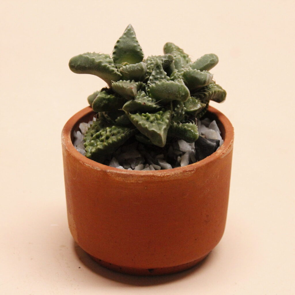 variedades de faucaria bosscheana con lineas guia completa