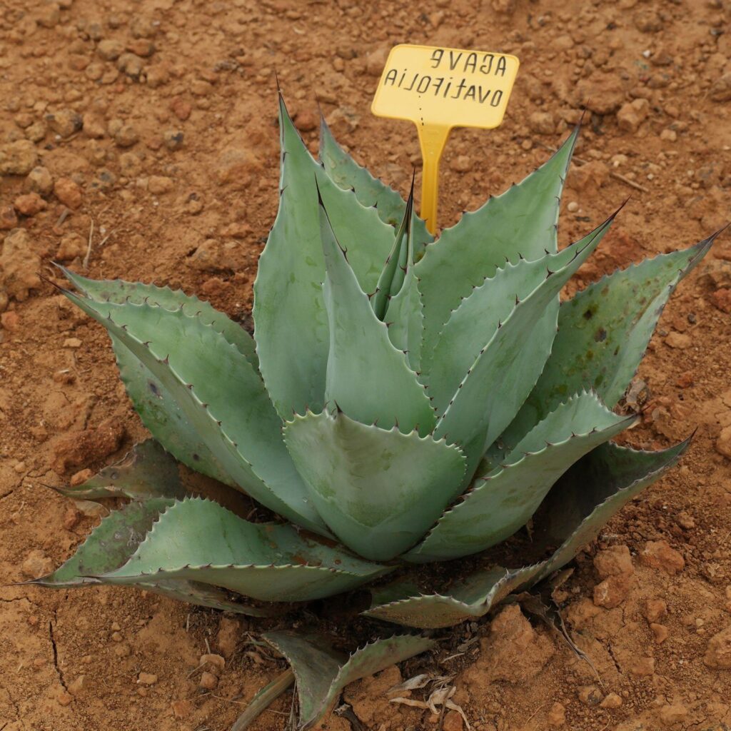 agave acutifolia guia completa