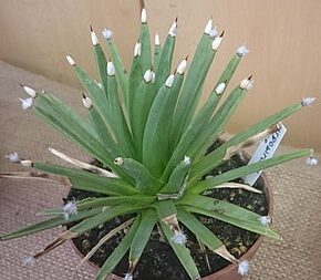 agave albopilosa guia completa