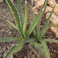 agave angustiarum guia completa