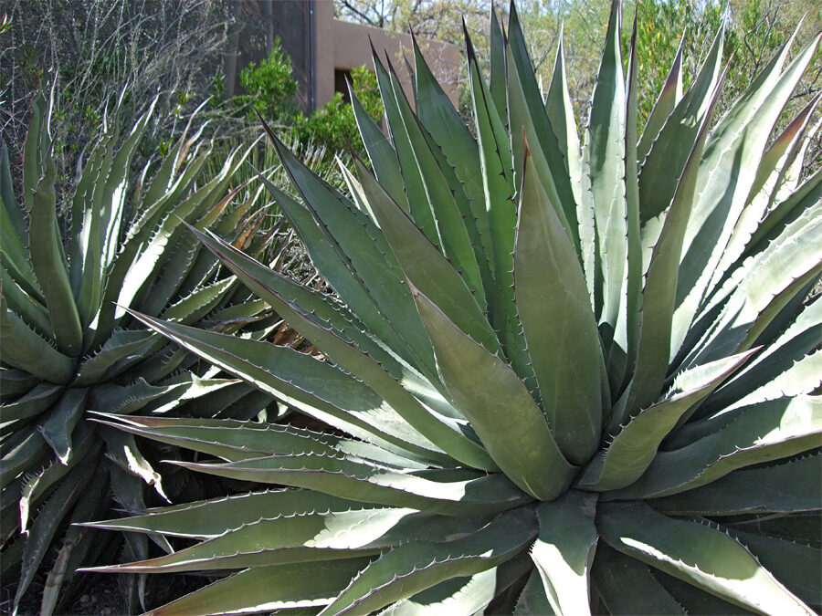 agave balsamorhiza guia completa