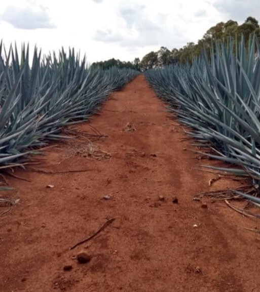 agave beauleriana guia completa