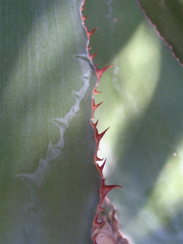 agave bovicornuta guia completa