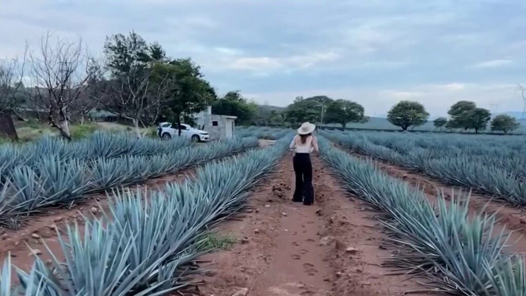 agave bucerias guia completa