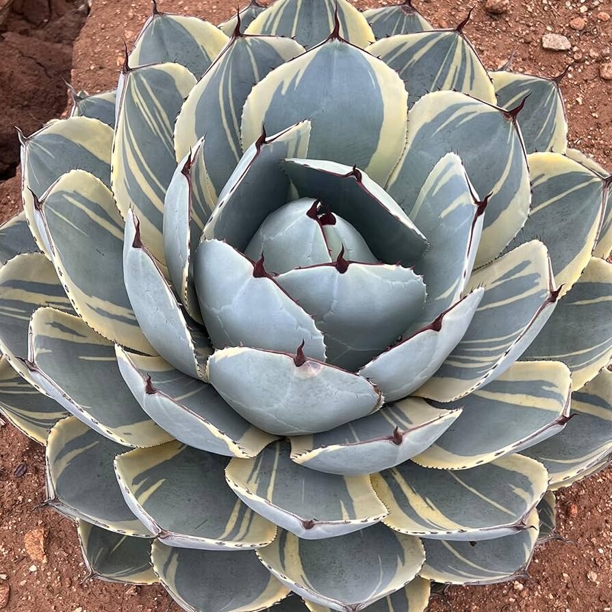 agave bystrzamiensis guia completa