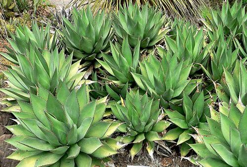 agave californica guia completa